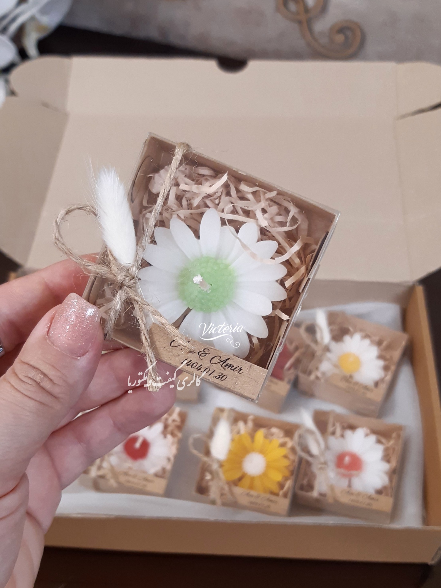 بابونه جعبه ای